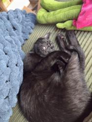 Lost Female Cat last seen Hunters Glen flats, Killeen, TX 76542