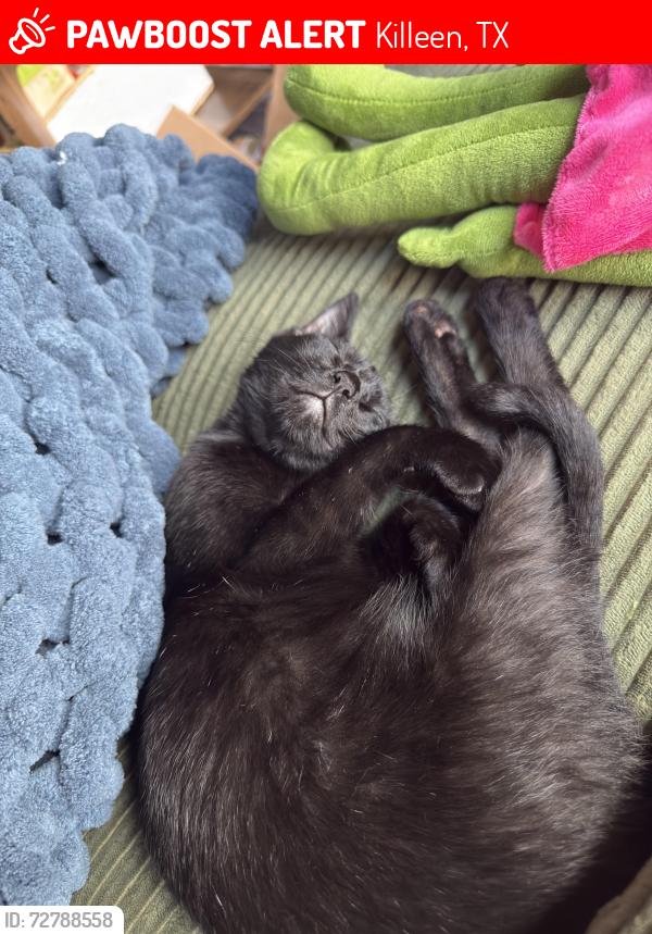 Lost Female Cat last seen Hunters Glen flats, Killeen, TX 76542