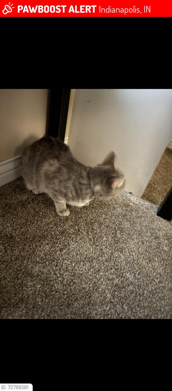 Lost Female Cat last seen Near and college,  place , Indianapolis, IN 46280