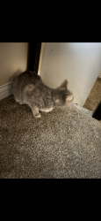 Lost Female Cat last seen Near and college,  place , Indianapolis, IN 46280