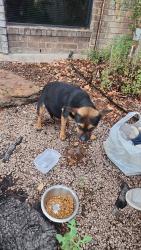 Found/Stray Female Dog last seen I10 and west avenue, San Antonio, TX 78213