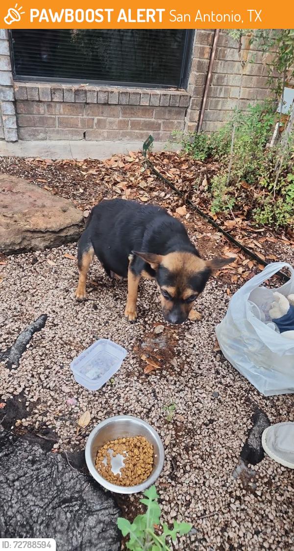 Found/Stray Female Dog last seen I10 and west avenue, San Antonio, TX 78213