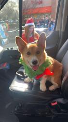 Lost Male Dog last seen Crescent street, o neal street. , Belton, SC 29627