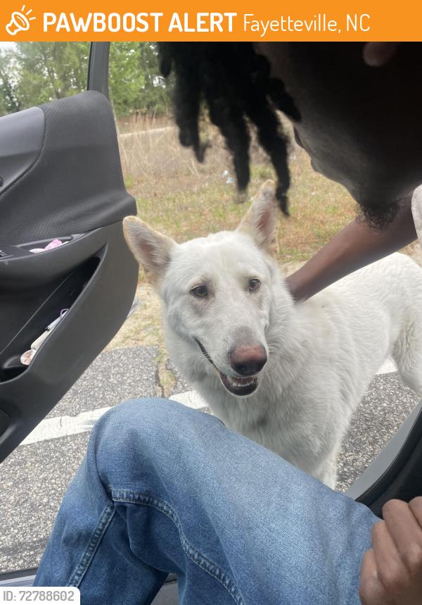 Found/Stray Unknown Dog last seen Doc Bennett Rd, Fayetteville, NC 28306