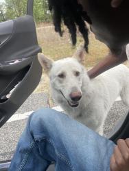 Found/Stray Unknown Dog last seen Doc Bennett Rd, Fayetteville, NC 28306