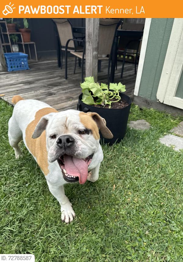 Found/Stray Male Dog last seen Arizona and 40th, Kenner, LA 70065