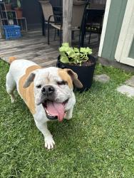 Found/Stray Male Dog last seen Arizona and 40th, Kenner, LA 70065