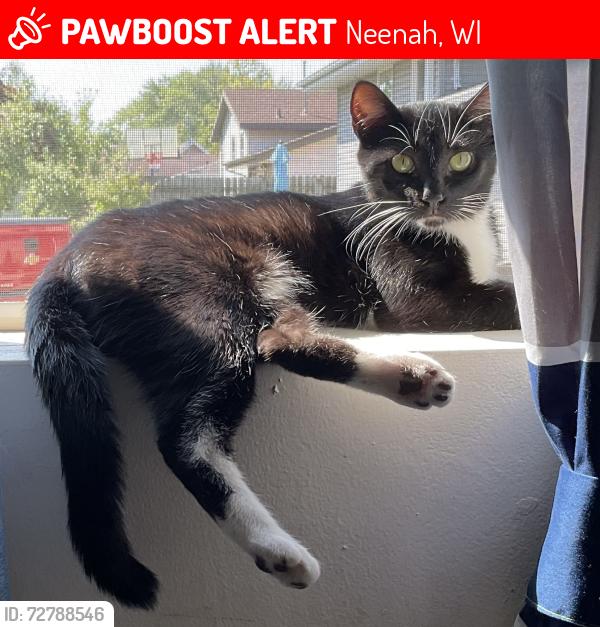 Lost Male Cat last seen Near blocks from Neenah Police Department and 2 blocks from Southview park, Neenah, WI 54956