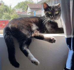 Lost Male Cat last seen Near blocks from Neenah Police Department and 2 blocks from Southview park, Neenah, WI 54956