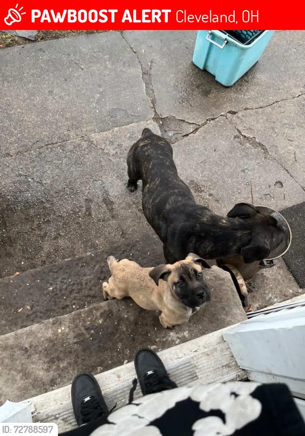 Lost Male Dog last seen W 38th and walton, Cleveland, OH 44109