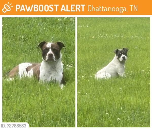 Found/Stray Male Dog last seen Lee Highway , Chattanooga, TN 37421
