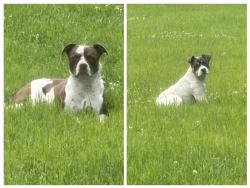 Found/Stray Male Dog last seen Lee Highway , Chattanooga, TN 37421