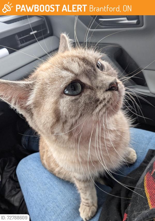 Found/Stray Unknown Cat last seen Eagle Place, Brantford, ON 