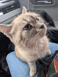 Found/Stray Unknown Cat last seen Eagle Place, Brantford, ON 