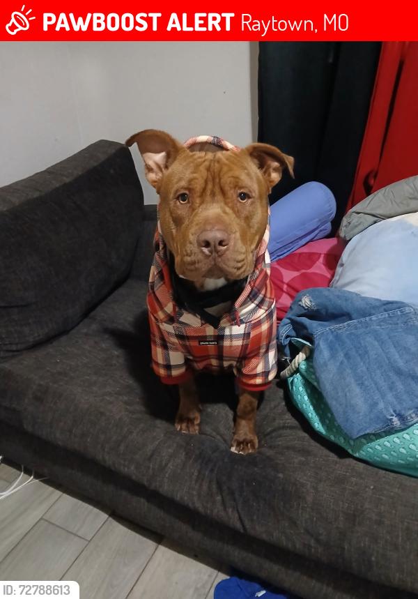 Lost Male Dog last seen 83rd and Northern, Raytown, MO 64138