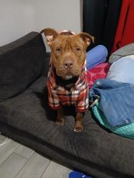 Lost Male Dog last seen 83rd and Northern, Raytown, MO 64138
