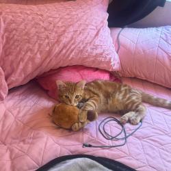 Reunited Male Cat last seen Peak park , Buena Park, CA 90620