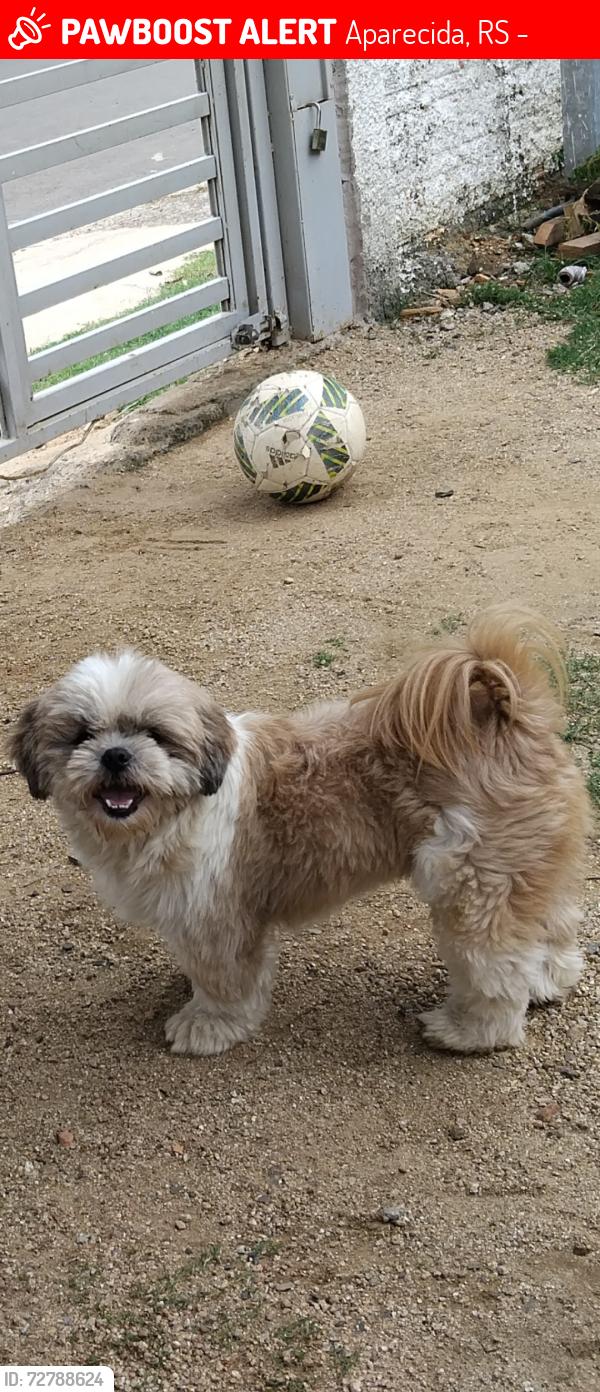 Lost Male Dog last seen Mercado jean, Aparecida, RS 94838-460