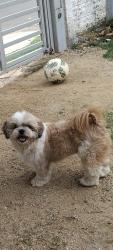 Lost Male Dog last seen Mercado jean, Aparecida, RS 94838-460