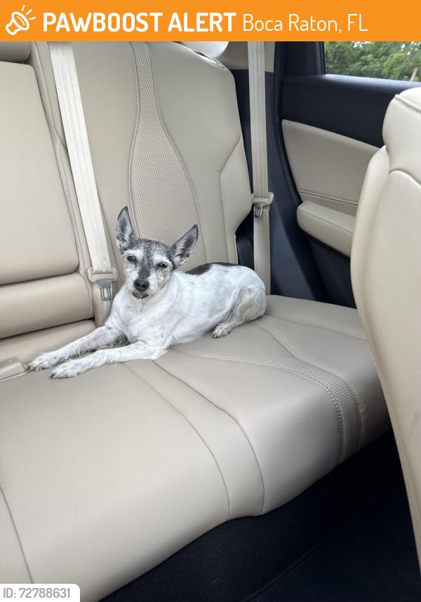 Found/Stray Female Dog last seen Boca Park, Boca Raton, FL 33433