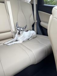 Found/Stray Female Dog last seen Boca Park, Boca Raton, FL 33433