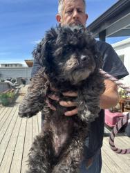 Found/Stray Female Dog last seen Brunswick dr, Forest Park, OH 45240