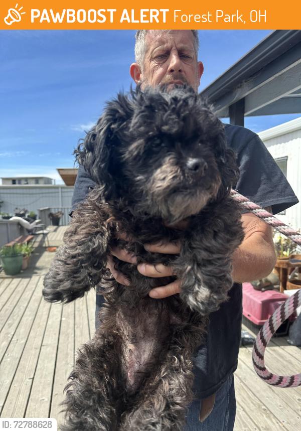 Found/Stray Female Dog last seen Brunswick dr, Forest Park, OH 45240