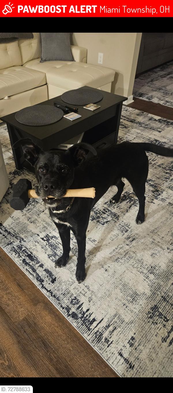Lost Male Dog last seen Orchard Valley Drive, White Gate, st andrews circle, Barclay Lane, , Miami Township, OH 45150