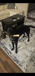 Lost Male Dog last seen Orchard Valley Drive, White Gate, st andrews circle, Barclay Lane, , Miami Township, OH 45150