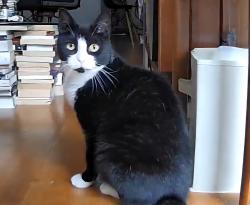 Lost Male Cat last seen Near Stockholm Street, Brooklyn New York, Brooklyn, NY 11237