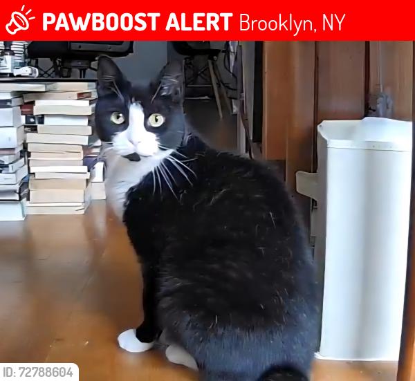 Lost Male Cat last seen Near Stockholm Street, Brooklyn New York, Brooklyn, NY 11237