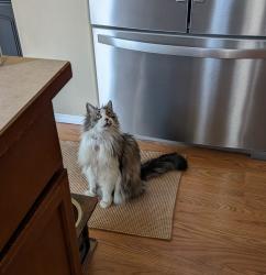 Lost Male Cat last seen Rees and Olympic , Spokane Valley, WA 99216