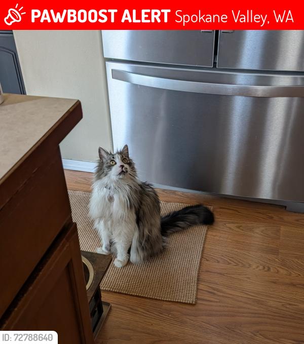 Lost Male Cat last seen Rees and Olympic , Spokane Valley, WA 99216