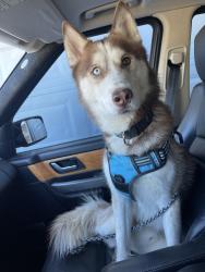 Lost Male Dog last seen Near , Chicago, IL 60619