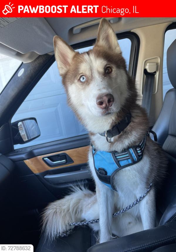 Lost Male Dog last seen Near , Chicago, IL 60619