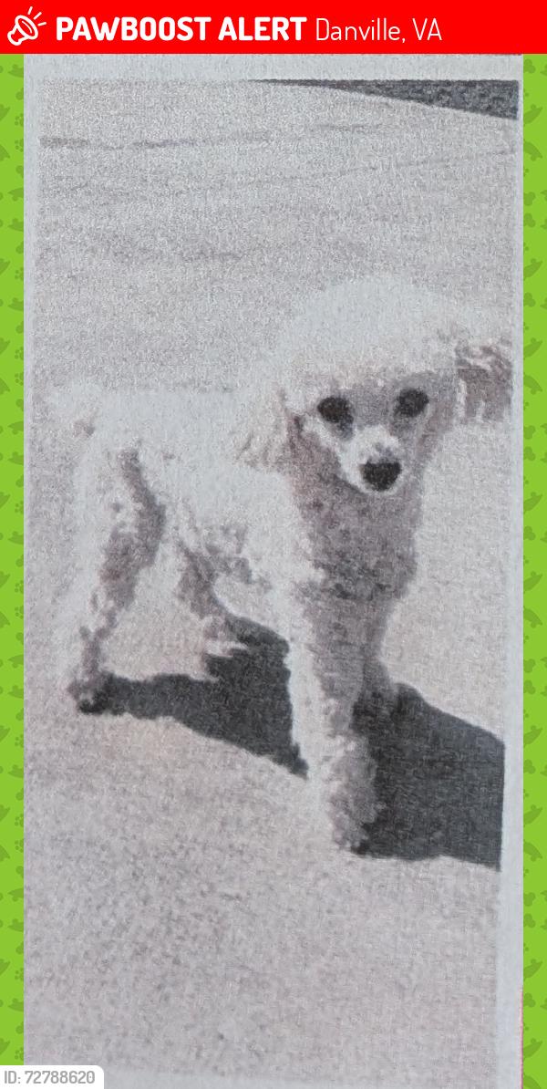 Lost Male Dog last seen Afton Rd and Mt View Rd and Homeport Ln, Danville, VA 24540