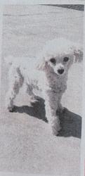 Lost Male Dog last seen Afton Rd and Mt View Rd and Homeport Ln, Danville, VA 24540