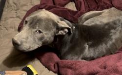 Lost Male Dog last seen Osage oklahomay, Osage, OK 74054