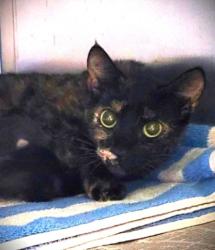 Shelter Stray Female Cat last seen , Los Angeles, CA 90047