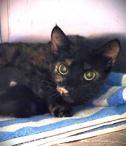 Shelter Stray Female Cat last seen , Los Angeles, CA 90047