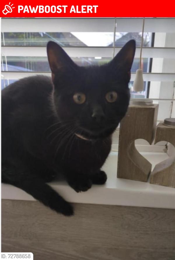 Lost Female Cat last seen Tedworth Road, Kingston upon Hull, England HU9