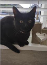 Lost Female Cat last seen Tedworth Road, Kingston upon Hull, England HU9