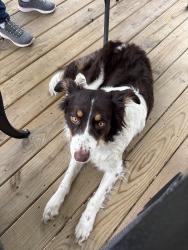 Found/Stray Female Dog last seen Arch street, Washington, PA 15301