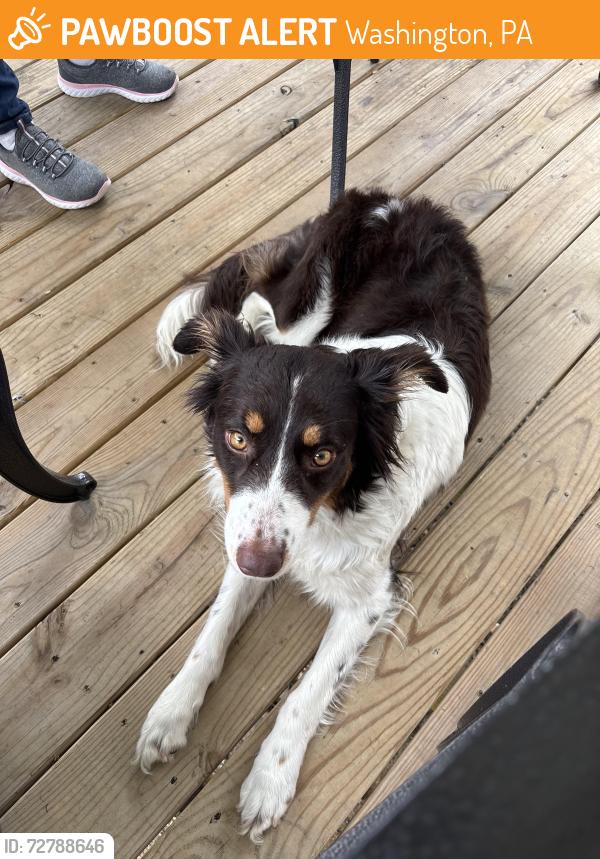 Found/Stray Female Dog last seen Arch street, Washington, PA 15301