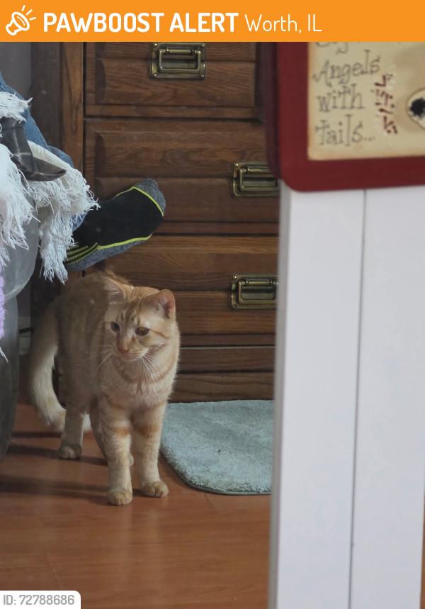 Found/Stray Male Cat last seen Southwest highway and harlem, Worth, IL 60482