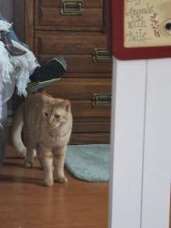 Found/Stray Male Cat last seen Southwest highway and harlem, Worth, IL 60482