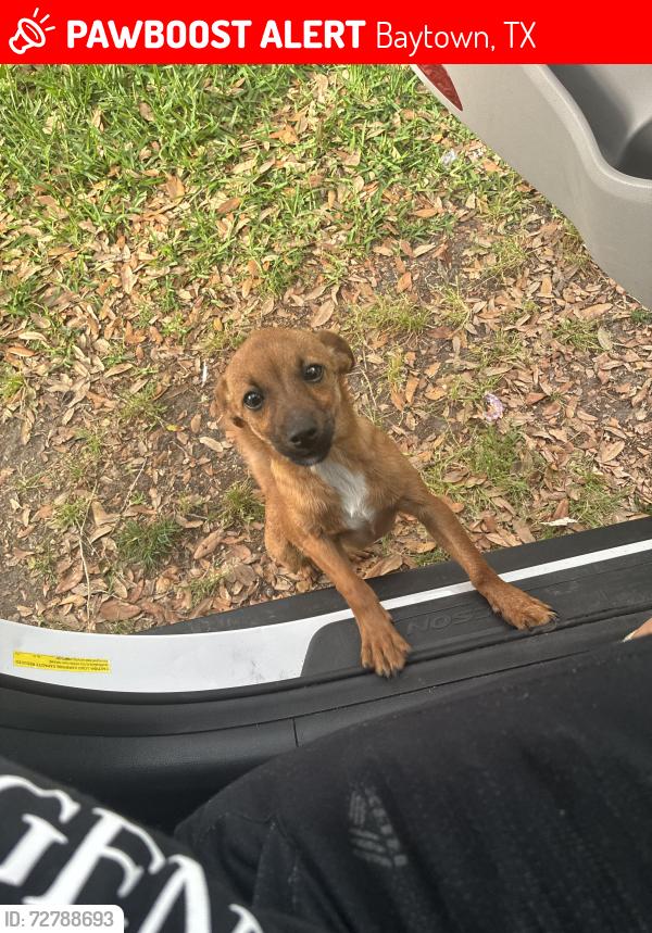 Lost Male Dog last seen Republic ave, 5th st, Baytown, TX 77520