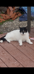 Lost Female Cat last seen Danny Ct and Bayview Farm rd Pinole, Pinole, CA 94564