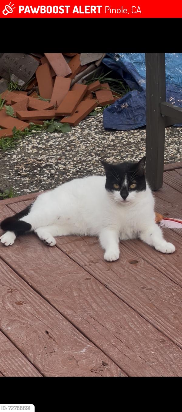 Lost Female Cat last seen Danny Ct and Bayview Farm rd Pinole, Pinole, CA 94564
