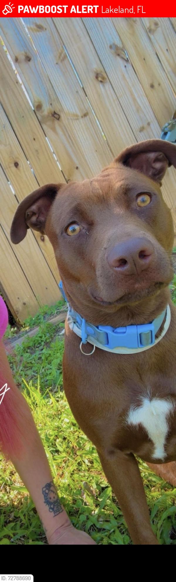 Lost Female Dog last seen Chase rd Lakeland Florida 33810, Lakeland, FL 33810